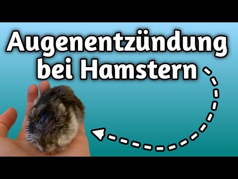 Video: Kranke Hamster: Anzeichen und Behandlung von Hamstern mit Knochenbrüchen