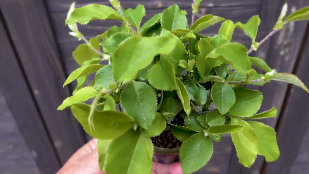 カリン（花梨盆栽）Chaenomeles sinensis bonsai #カリン