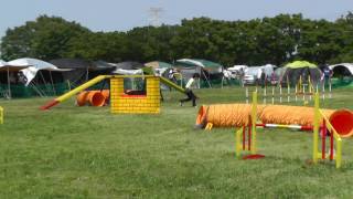 JKC埼玉北Do!アジリティー競技会2016 AG2