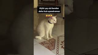 Kesin Bilgi Bu Arada