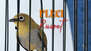 Suara Burung Pleci Gacor FULL Isian (Ruwet)