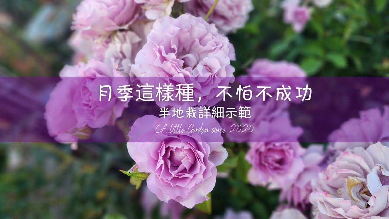 Rose vlog 09262024 月季這樣種，不怕不成功-半地栽月季詳細說明