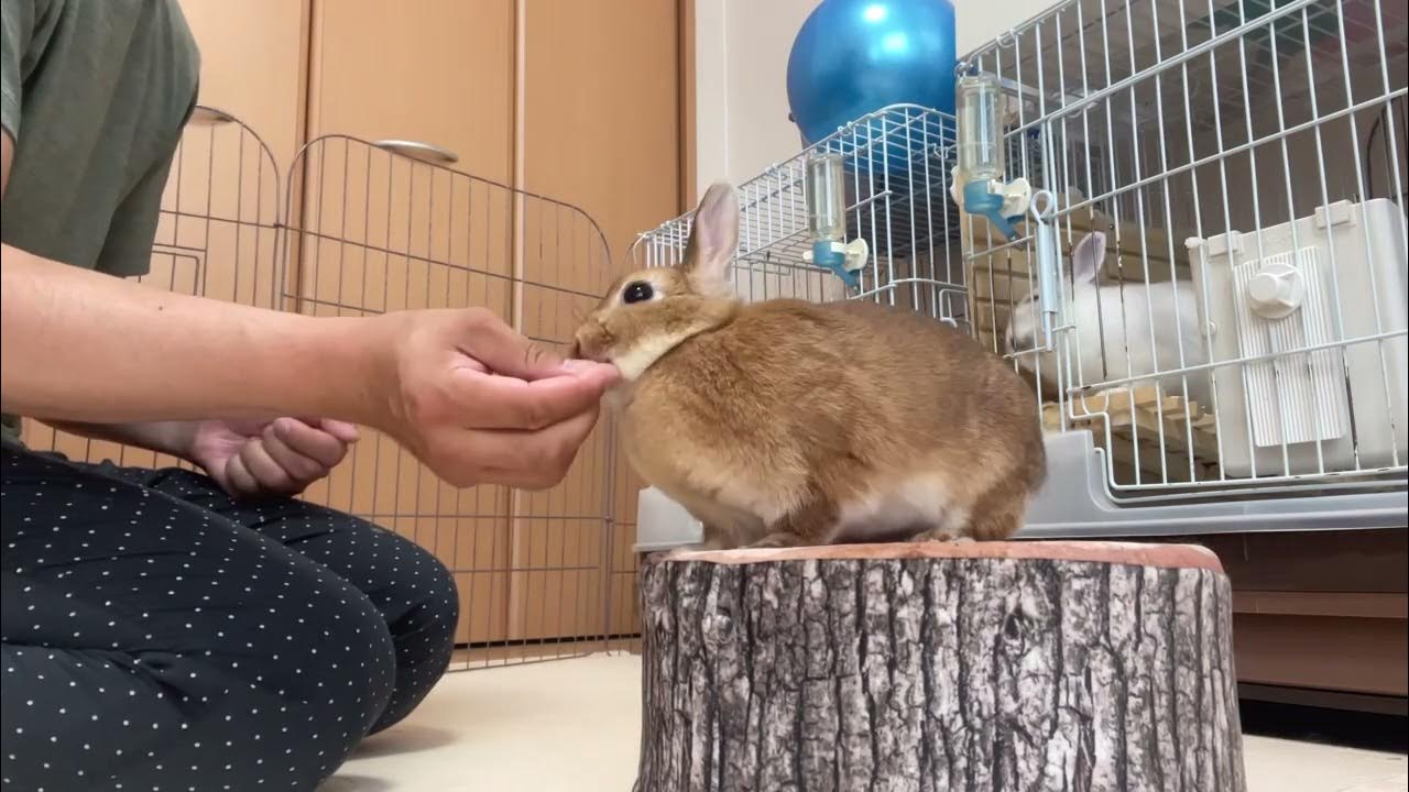 Bunny trick〜1 minute video YouTube