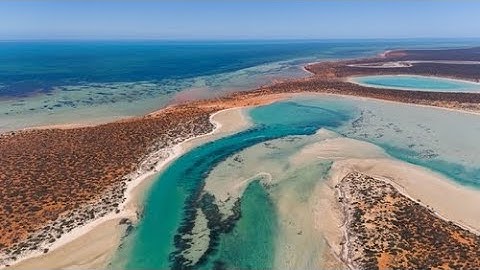 Shark Bay Microbes Show How Simple Cells Became Complex Life
