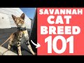 Savannah Cat 101 : Breed & Personality の動画、YouTube動画。