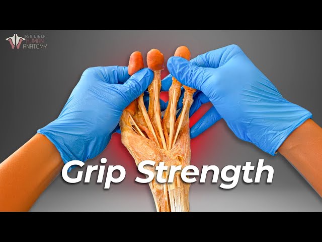 Does Grip Strength Really Help You Live Longer? class=