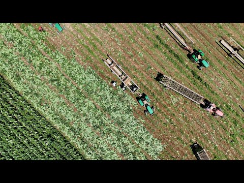 Tobacco harvest in Suffield, Connecticut