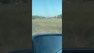 Un lobo se pasea por un municipio vallisoletano