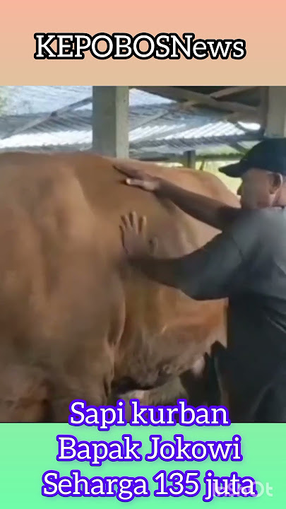 SAPI KURBAN PAK JOKOWI # di kutip dari sumber CNN Indonesia