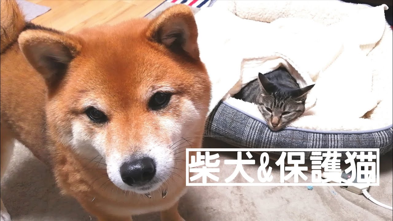 柴犬 豆柴 保護猫がシンクロ率100 おもしろかわいい柴犬 保護猫多頭飼いvlog128 Dog Cat Youtube