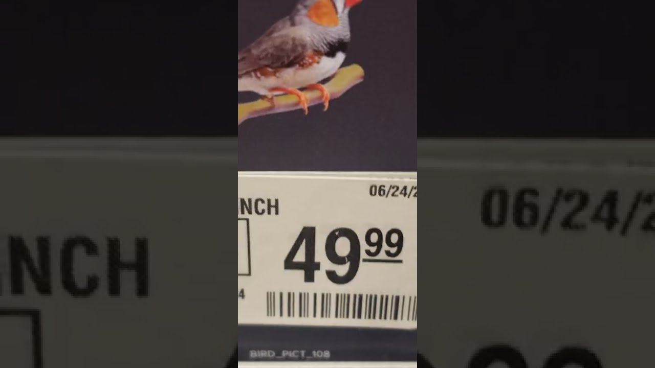petsmart finches