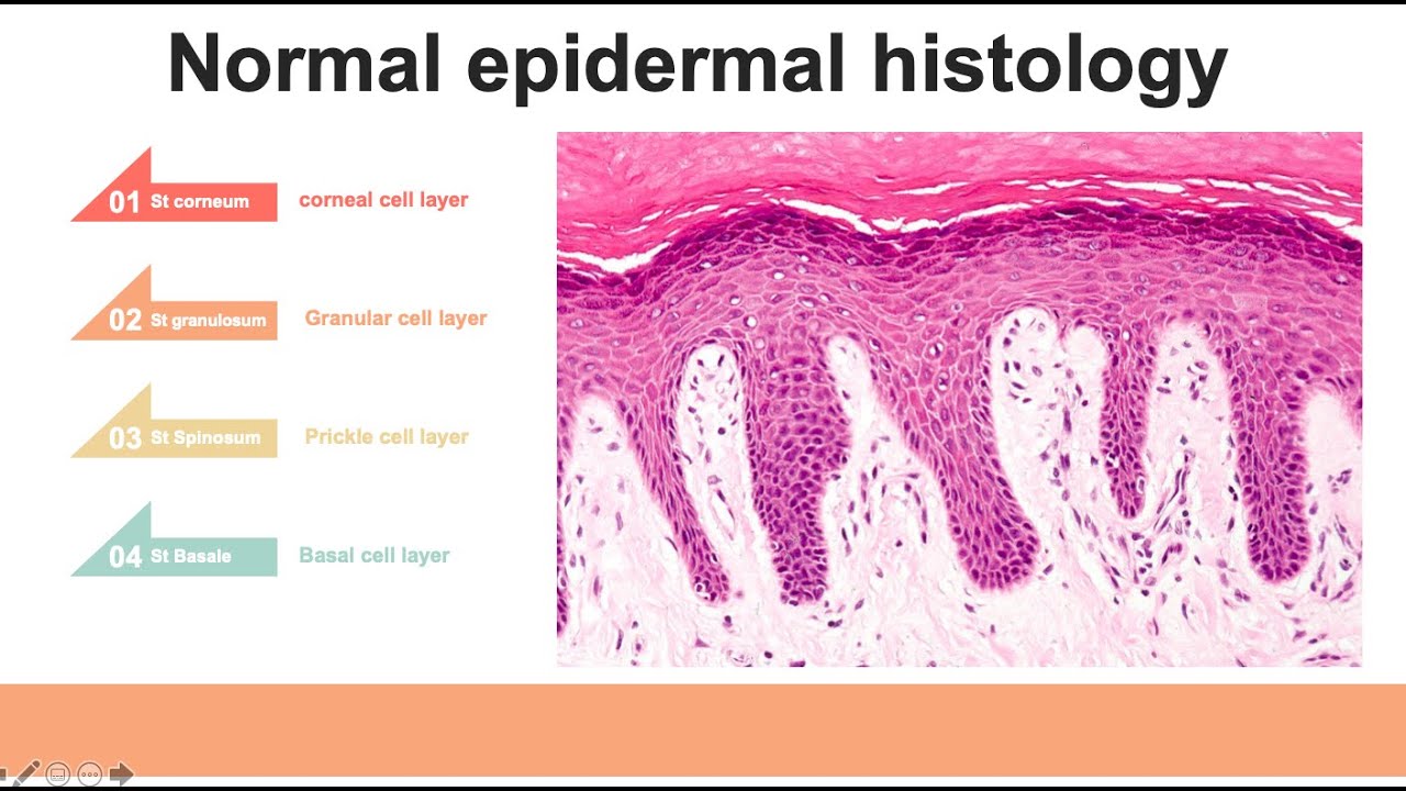 Introduction of Dermatopathology