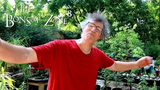 My Bonsai Bench Tour, The Bonsai Zone, June 2021