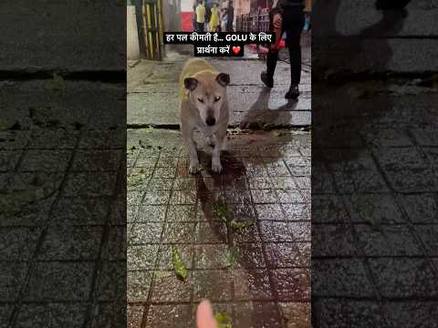 GOLU Needs Your Prayers 💔 #shorts #ytshorts #funnydogs #instagram #reels #cutepet #animalscasa