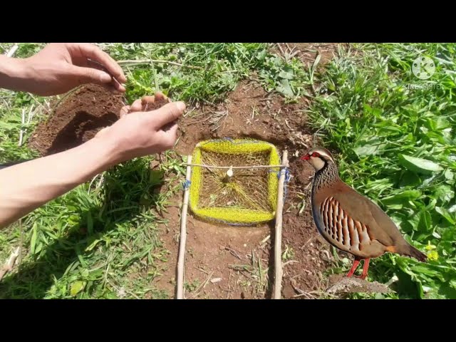 Vogelfalle.Trappola per Uccelli. piège à oiseaux.Bird trap.trampa  pájaros.Zywola