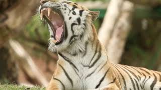 Our virtual Big Cat Safari is here! 🐯