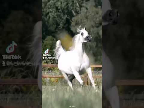 مربط الأشراف يرحب بكم