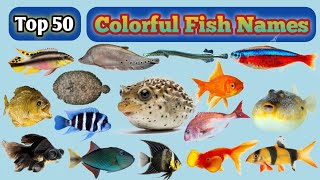 Fish Vocabulary | Top 50 Colorful Fish Names With Pictures | Beautiful Fish by words talk easy 74 views 4 weeks ago 6 minutes, 39 seconds