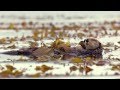 A Sea Otter's life - Big Blue Live: Episode 2 - BBC One