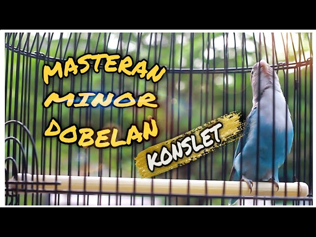 Masteran lovebird konslet dobelan minor| ampuh untuk merangsang agar cepat minor dobelan class=