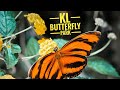 Kuala lumpur butterfly park kl butterfly park