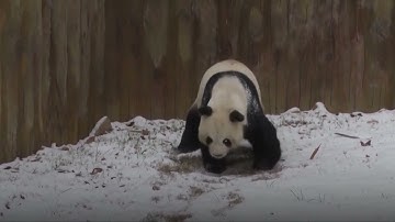 Winter is here! Giant pandas enjoy first snowfall at new home in northwest China!