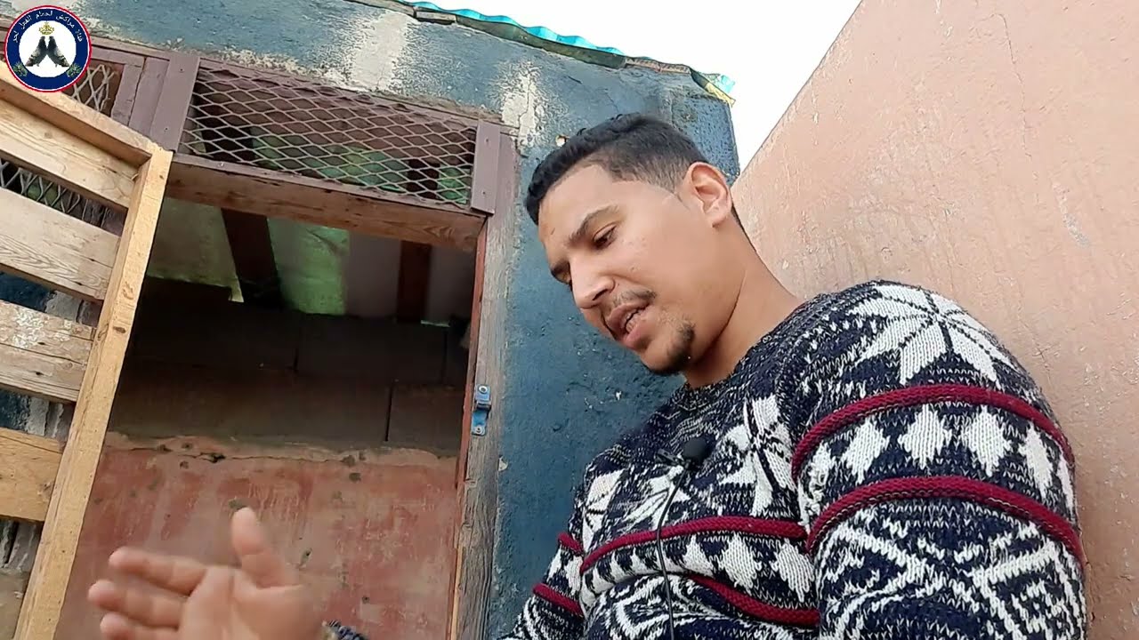 خلينها فالحمامة مولات البيض الخاوي او كيفاش نرصي لحمام