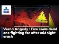 Verna tragedy : Five cows dead one fighting for after midnight crash | Gomantak TV