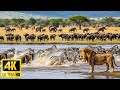4K African Wildlife: Discover the Beauty of Wild Animals with Gentle Music &amp; Real 4K Nature Sounds