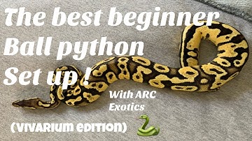 The best beginner ball python set up !