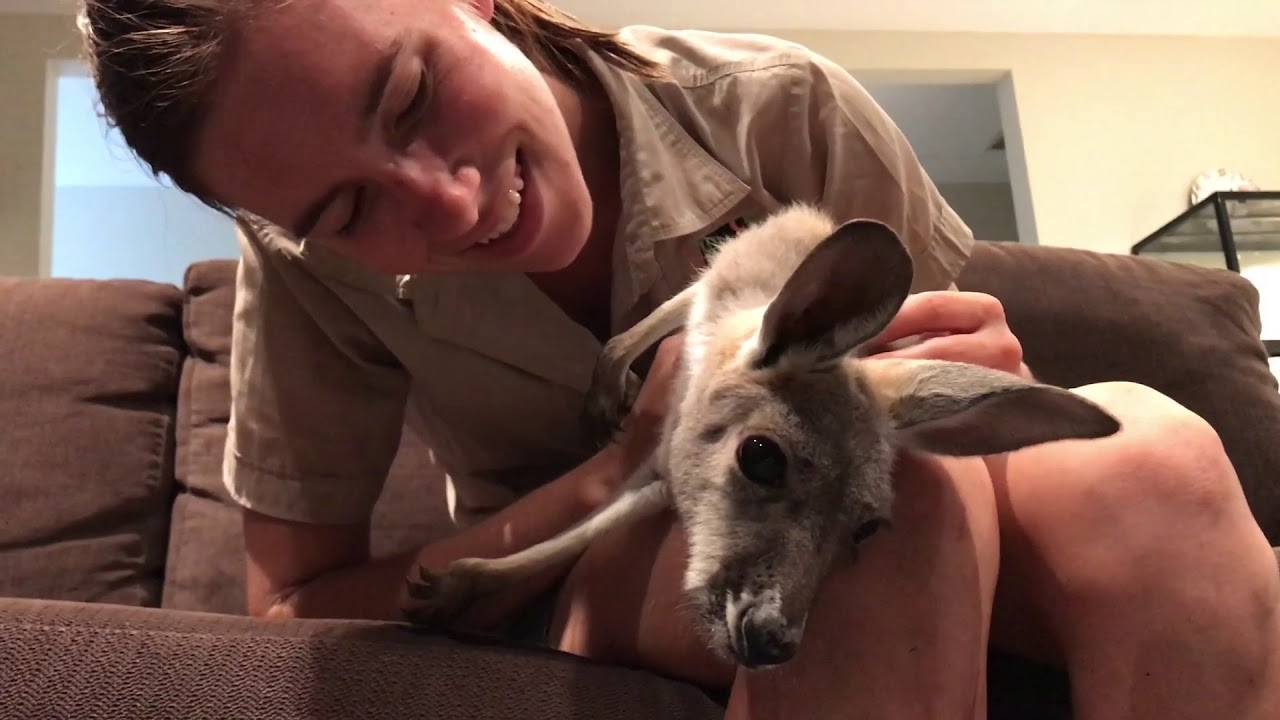 video phone beyonce mp3 CUTEST KANGAROO EVER