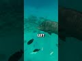 Dive into the World of Napoleon Wrasse: A Marine Marvel!