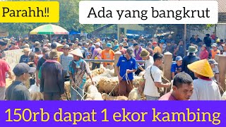 Download Lagu Waduhh!!! Harga kambing di pasar masih menurun dengan sangat drastis MP3 Download Lagu Waduhh!!! Harga kambing di pasar masih menurun dengan sangat drastis MP3