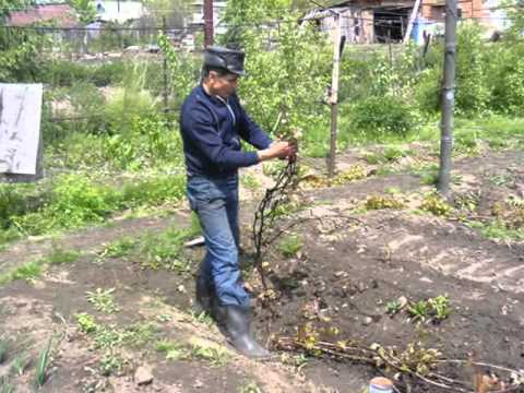 Работа на винограднике,Алтай, Сростки, часть №2