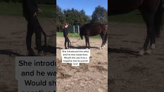 Honor’s very first training session! He did amazing! #YasClean #equestrian #colbyscrew #rescuehorse