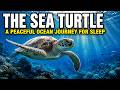 Drift to Sleep With the Sea Turtle | Calm Underwater Wildlife Documentary