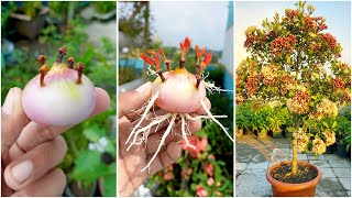 Simple Way To Grow Clove Plant At Home| Make Your Garden Hot & Spicy