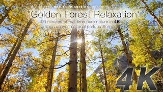 90 Minute 4K Nature Experience: 'Golden Forest Relaxation' by David Huting