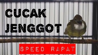 CUCAK JENGGOT SPEED RAPAT | MASTERAN CUCAK JENGGOT | PANCINGAN CUCAK JENGGOT | CUCAK JENGGOT BETINA