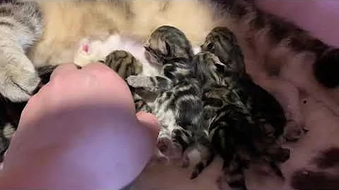 Video 715591: british shorthair golden tabby, baby tabby