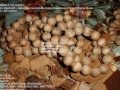 Video Gelang Kayu Gaharu Agarwood Aquilaria Malaccensis TGC All Size 1