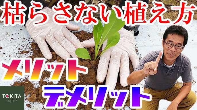 農業マルチの種類