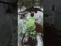 Sativa doing Sativa Things - Humboldt Sour Diesel Stretch
