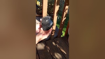 Spray painting real spider web on painted rock : a quick how to