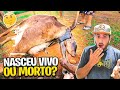 MEU PRIMEIRO PARTO NORMAL de vaca !