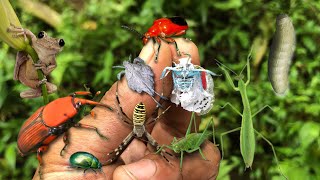 Unique insects are very difficult to catch‼️catching katydid, red palm beetle, beetle, weaver spider