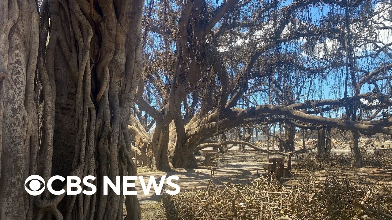 maui-wildfires-destroy-sacred-indigenous-sites-youtube