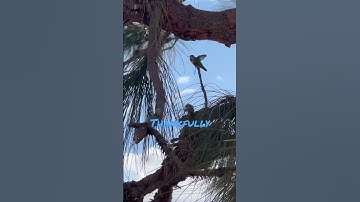 "Witness the Amazing Power of a Hummingbird!"