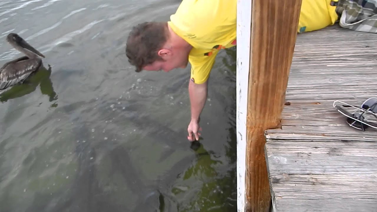 tarpon feeding. Key west YouTube