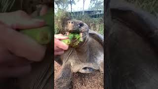 Best Funny Animal Videos of the year 2023, funniest animals ever  relax with cute animals video